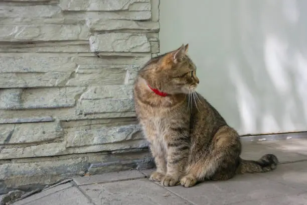 Photo of The Siberian Domestic Cat is sitting on the street near his house