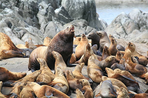 Steller Sea Lions on Cheamley Islet, Chatham Sound, B.C. stock photo