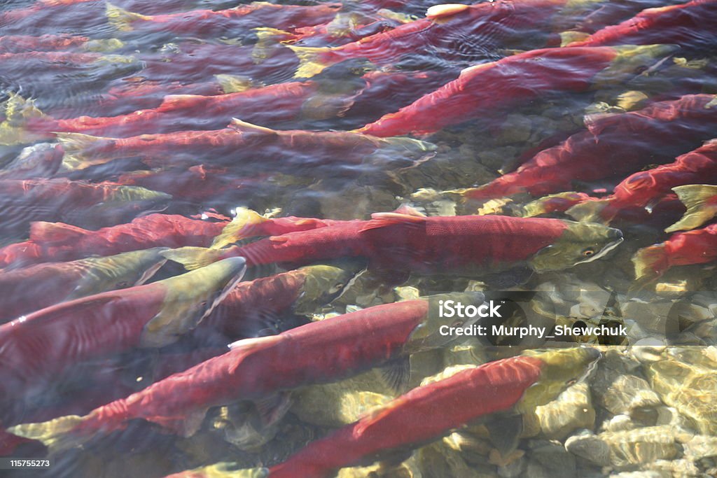 홍연어 있는 Adams 강 근처에 추적하다, B.C. - 로열티 프리 연어-동물 스톡 사진