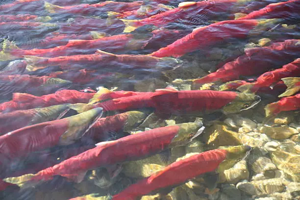 As many as a million Sockeye Salmon spawn in the Adams River, near Chase, BC, Canada during October of the peak years on a 2010-2014-2018 cycle.