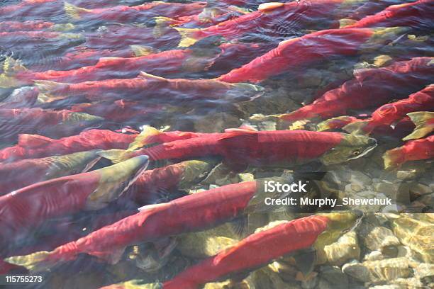 Salmão Vermelho No Rio Adams Perto De Conduta Elite - Fotografias de stock e mais imagens de Salmão - Animal