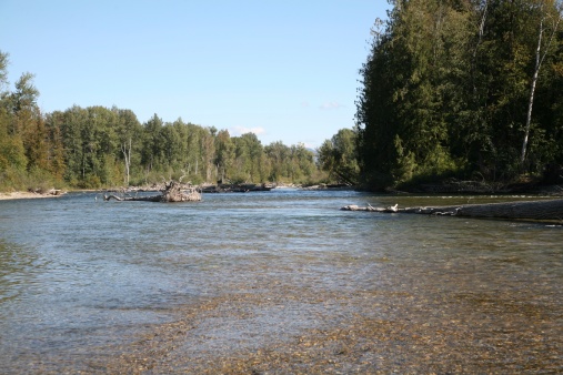 As many as a million Sockeye Salmon spawn in the Adams River, near Chase, BC, Canada during October of the peak years on a 2006-2010-2014 cycle.