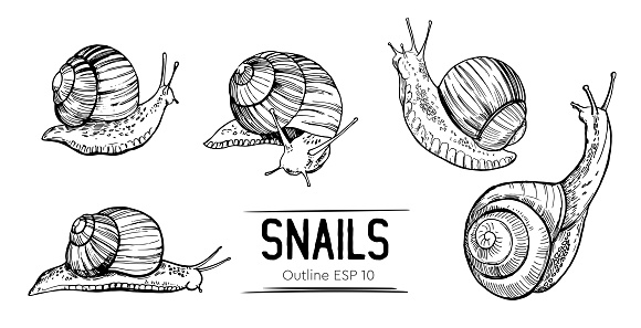 Set of outlines snails. Hand drawn illustration converted to vector