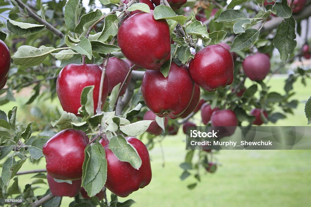 Mele Red Delicious su un ramo della struttura ad albero. - Foto stock royalty-free di Mela Red Delicious