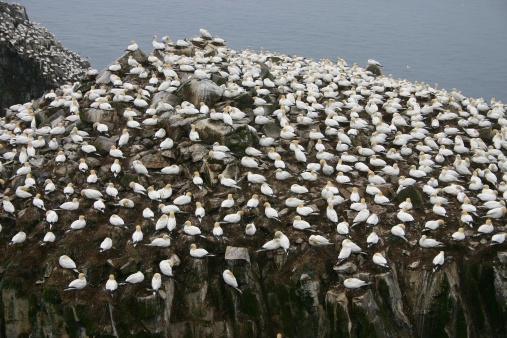 Bird Rock is a 100-metre-high sea stack standing just a few metres from the Cape St. Mary’s headland.  It is the second largest gannet rookery in North America.