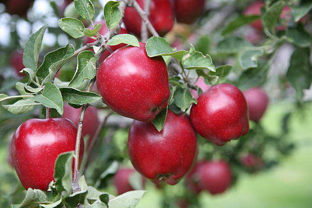 Closeup of Red Delicious Apples on a tree branch. stock photo