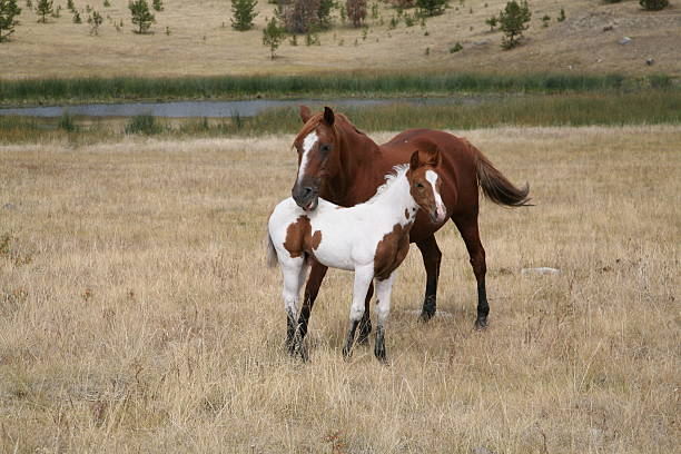 istock Colt and mare horse on Chilcotin grassland. 115755486