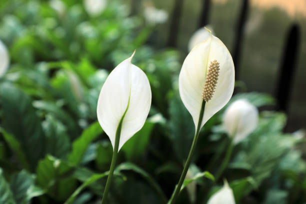 close up tropical white lily flowers