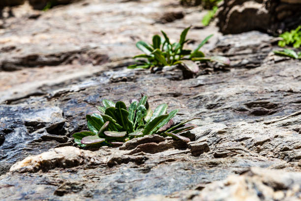 Rocky slopes of mountain gorge covered with evergreen forest and lush grass
