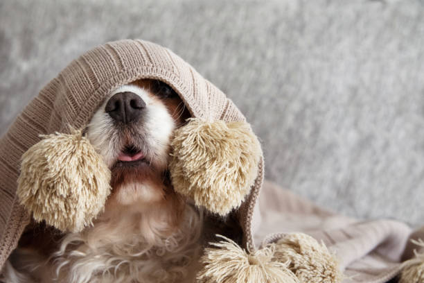 istock SICK, PLAYFUL  OR SCARED CAVALIER DOG PUPPY COVERED WITH A WARM  TASSEL BLANKET ON SOFA. 1157557085
