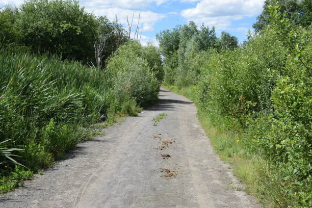 istock dirt road through swamp 1157557961