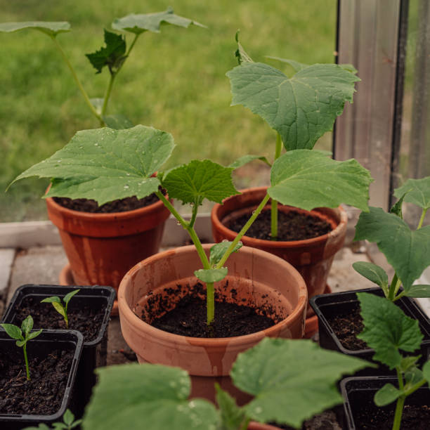 istock Cucumber plants in greenhouse 1157558187