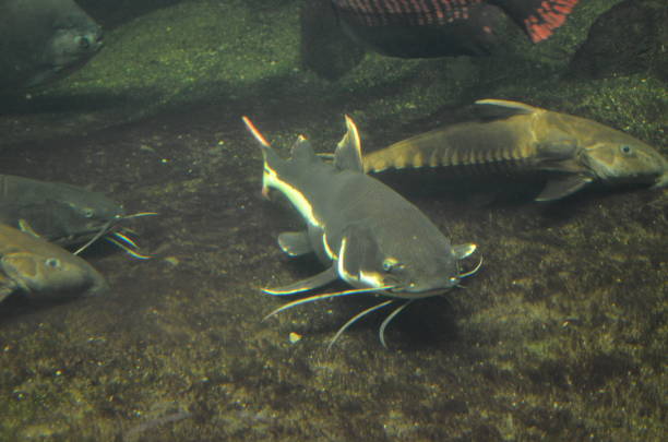 istock Tropical fish in aquarium, Berlin 1157558418