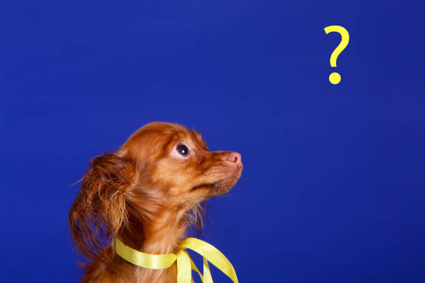 istock A dog with an yellow bow looks at the question mark. 1157558419
