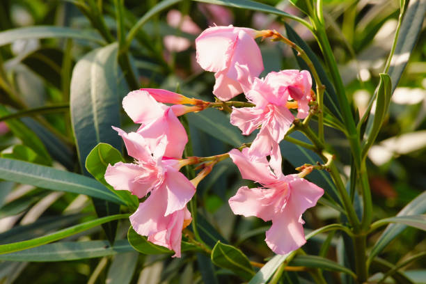 istock Pink oleander blossom, floral background 1157558453