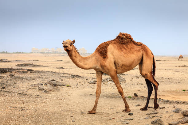 Wild camel in Oman stock photo