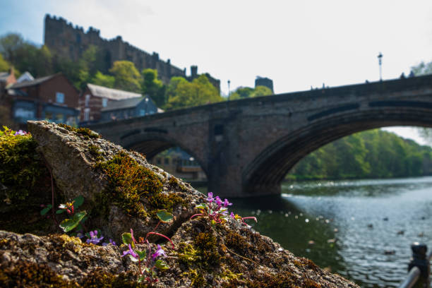 Wild flower on the bank of River Wear and Framwellgate Bridge in the background in Durham, England. Wild flower on the bank of River Wear and Framwellgate Bridge in the background in Durham City, United Kingdom. river wear stock pictures, royalty-free photos & images