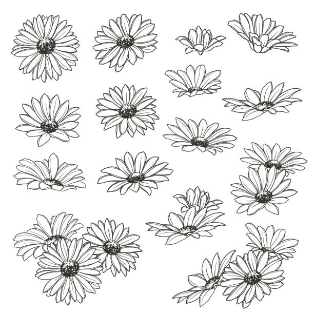 abbildungsmaterial der blume - marguerite stock-grafiken, -clipart, -cartoons und -symbole