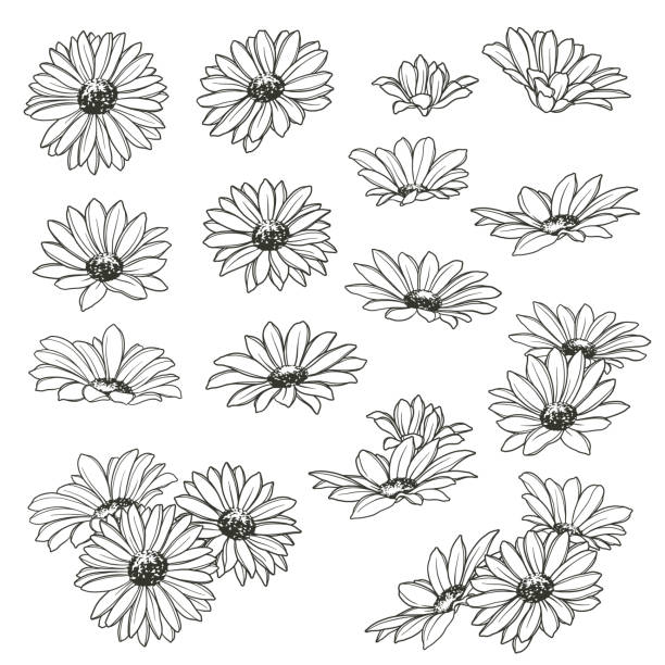 Illustration material of the flower Illustration material of the flower
I designed a flower,
I worked in vectors, marguerite daisy stock illustrations