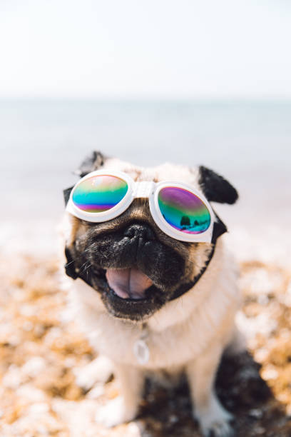 1,100+ Pug Dog Glasses Stock Photos, Pictures & Royalty-Free Images - iStock