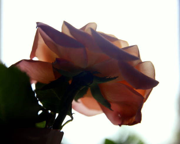 Rose with its petals against the light