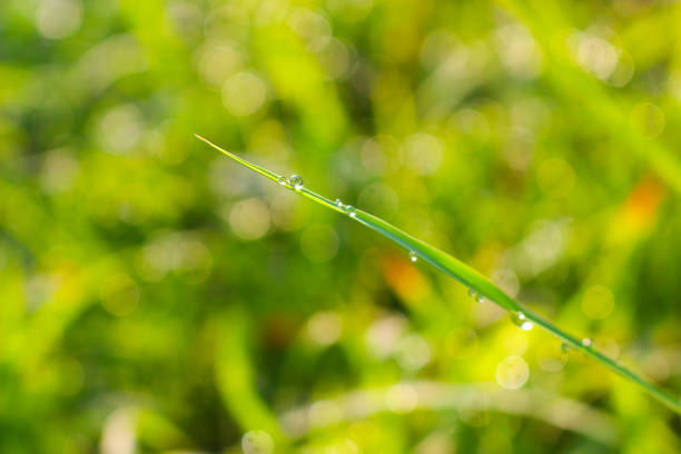 istock Waterdrops on green grass leaf in the morning 1157563214