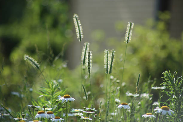 istock Flowering of daisies in meadow. 1157563415
