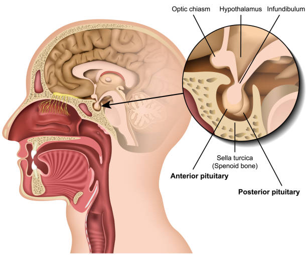 przysadka mózgowa anatomia 3d medyczna ilustracja wektorowa wyizolowana na białym tle podwzgórza w ludzkim mózgu eps 10 infografika - hypothalamus stock illustrations