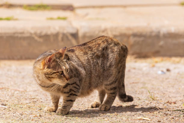 istock Brown color cat looks around 1157564888