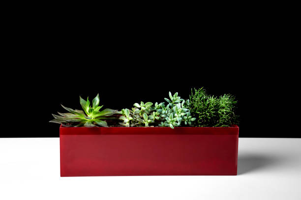 istock Terrarium of succulents 1157566079