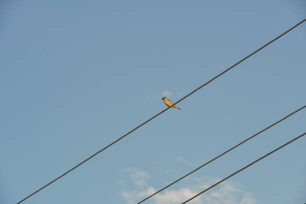 The Sparrow sitting on a rope