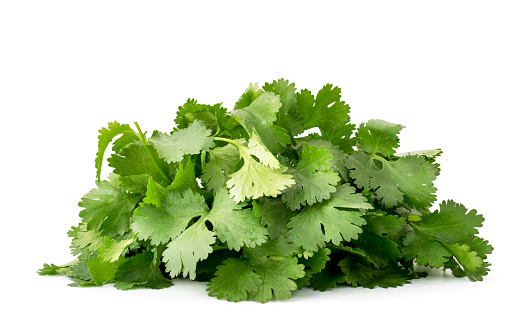 Pile of fresh cilantro leaves close up on a white background. Isolated