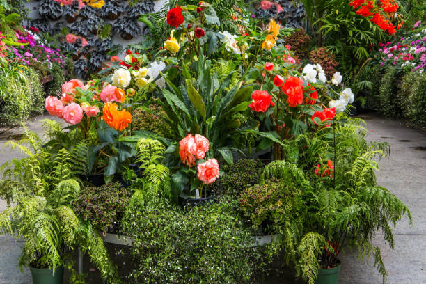 великолепные красочные тропические цветы - bedder стоковые фото и изображения