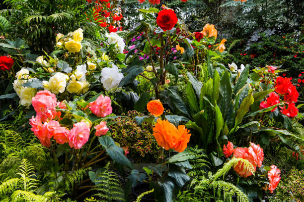 потрясающие цветы и клумбы - bedder стоковые фото и изображения