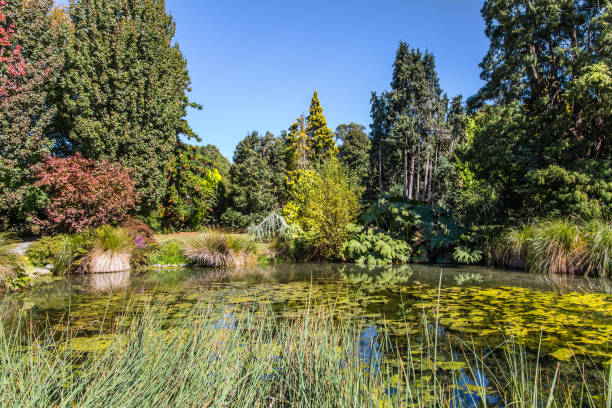 istock Picturesque pond with lilies and grass 1157567599
