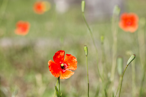 Long-headed poppy flowers (Papaver dubium). Typical among poppies, this orange-red variety has turned out in force upon an area of waste ground in a graveyard. In south-east England this poppy is said to be on the increase, indicating increasing disturbance of the ground due to building and other activities. This photo has a large area of soft focus red and green suitable as copy space.