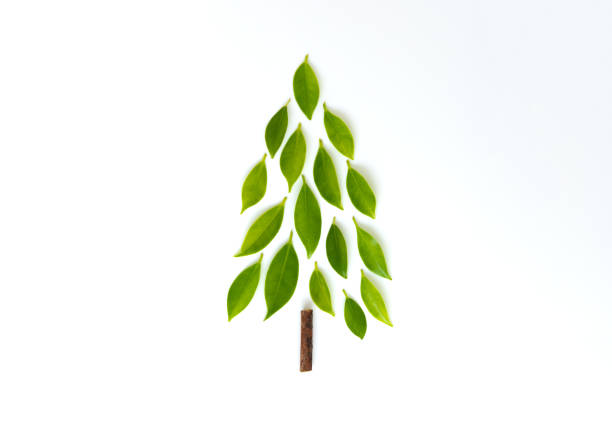 istock Flat lay tree on the white screen isolated from branch and leaves for nature concept 1157568663