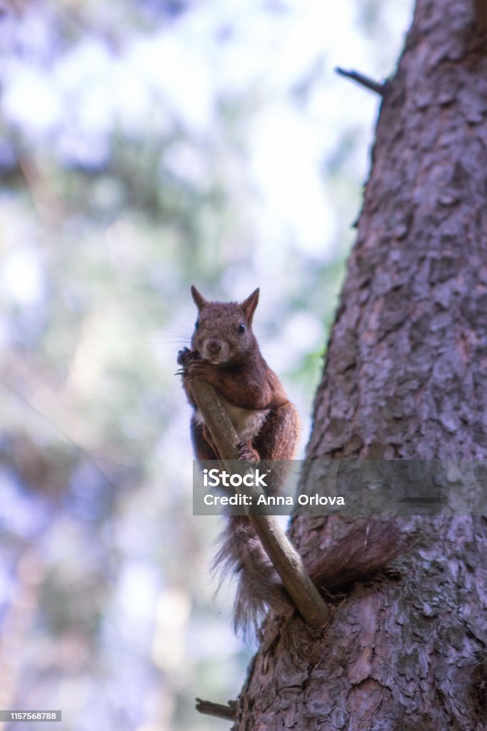 Écureuil rouge dans une forêt de pin sur un pin - Photo de Arbre libre de droits