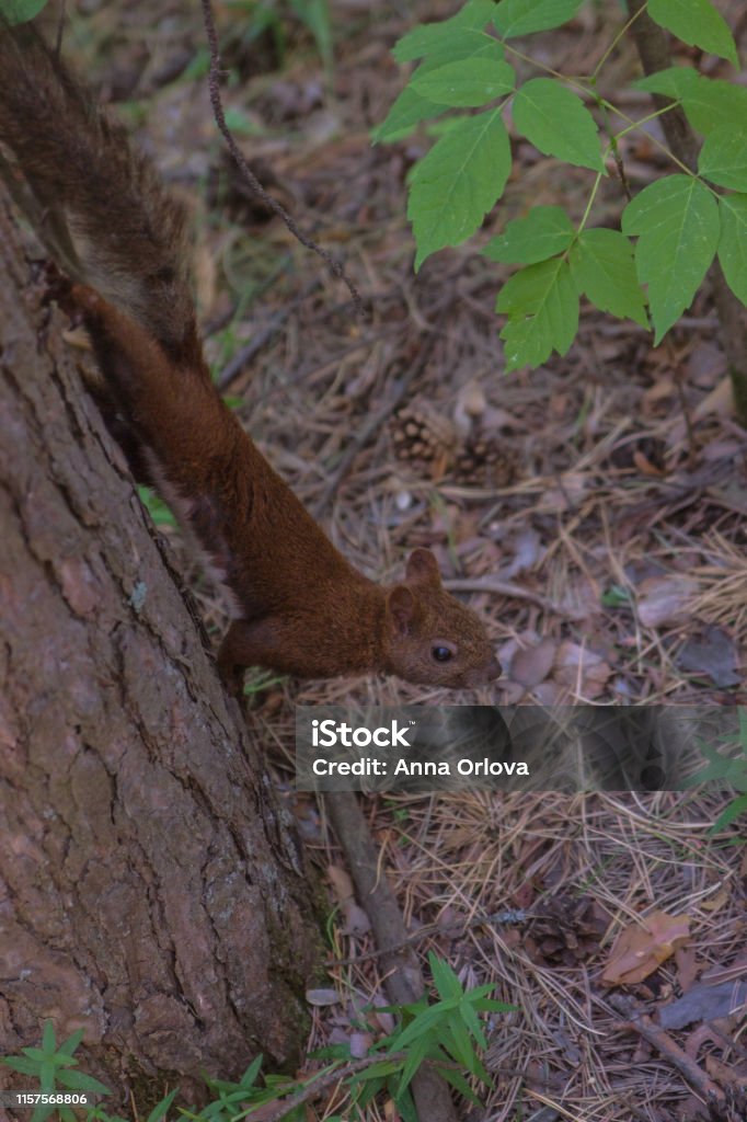 Écureuil rouge dans une forêt de pin sur un pin - Photo de Arbre libre de droits