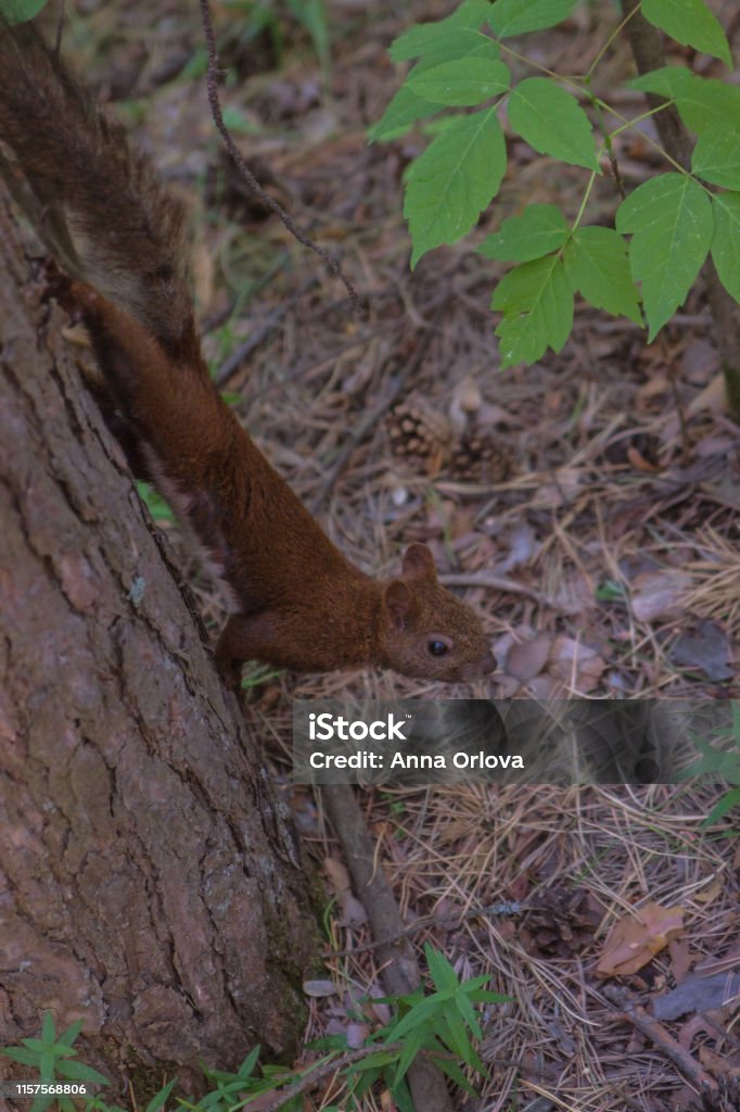 Red squirrel in a pine forest on a pine tree Animal Stock Photo