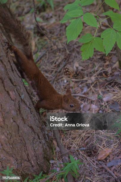 Red Squirrel In A Pine Forest On A Pine Tree Stock Photo - Download Image Now - Animal, Animal Wildlife, Beauty