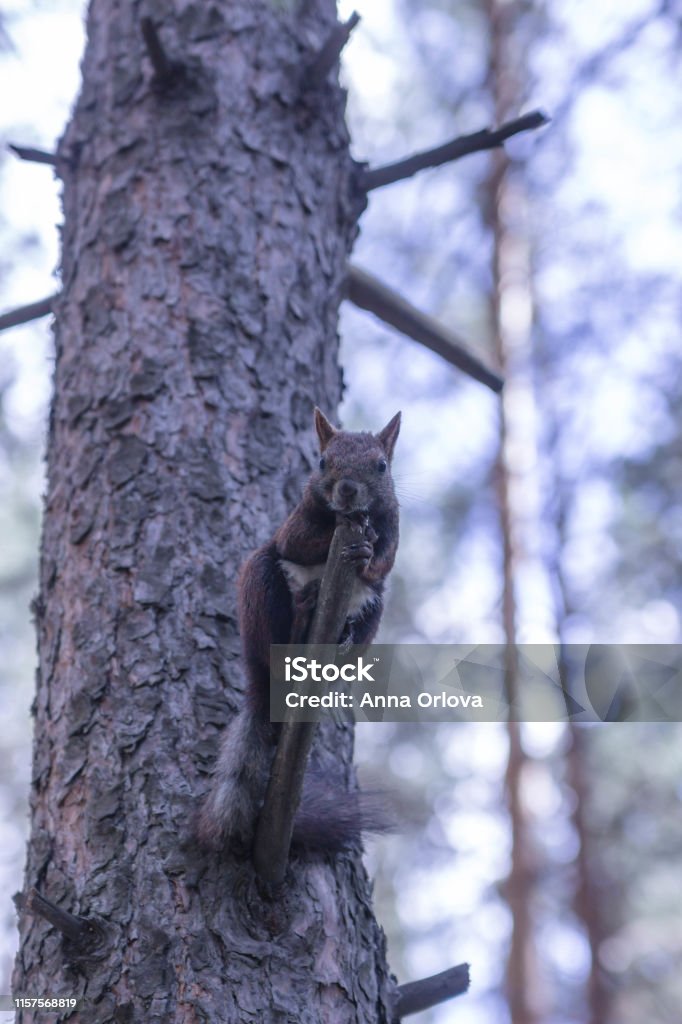 Red squirrel in a pine forest on a pine tree Animal Stock Photo