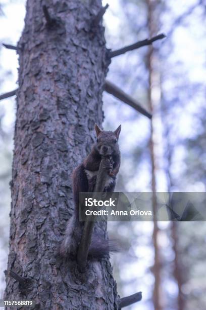 Red Squirrel In A Pine Forest On A Pine Tree Stock Photo - Download Image Now - Animal, Animal Wildlife, Beauty
