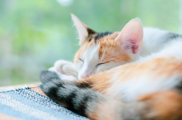 istock Tricolor cat sleeping near the window. Lazy. 1157570121