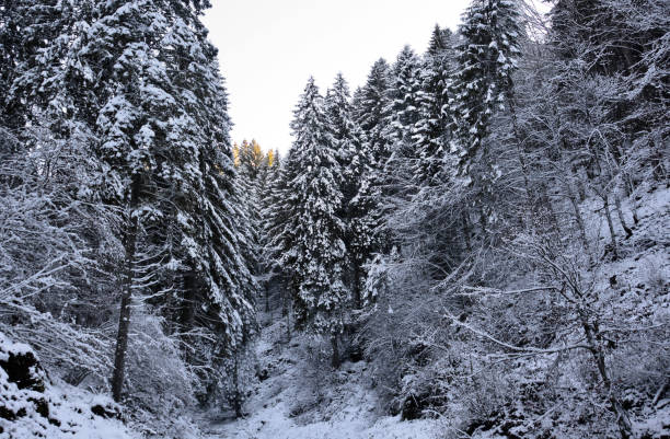 деревья после снегопада - montreal winter city quebec стоковые фото и изображения