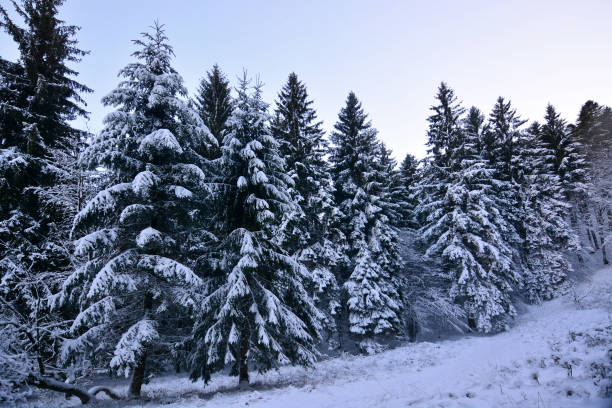 зима приходит с первым снегопадом - montreal winter city quebec стоковые фото и изображения