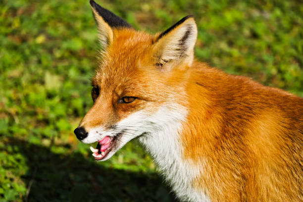 istock A closeup of a red fox licking its lips 1157572286
