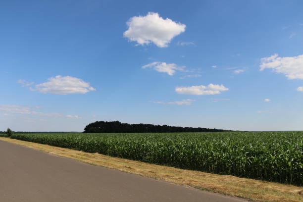 istock Beautiful view of corn field, blue sky with clouds, road 1157572851