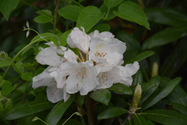 istock Beautiful Flowering White Rhododendron Blossoms 1157575379