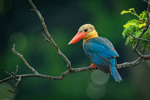 istock Stork-billed Kingfisher (Pelargopsis capensis) - tree kingfisher distributed in the tropical Indian subcontinent and Southeast Asia, from India to Indonesia - Singapore, Malaysia 1157576006